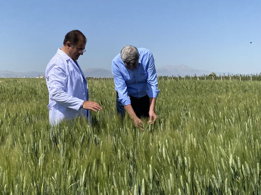 2 BİN YILLIK AHMET BUĞDAYI DÜNYA SOFRALARIYLA BULUŞACAK