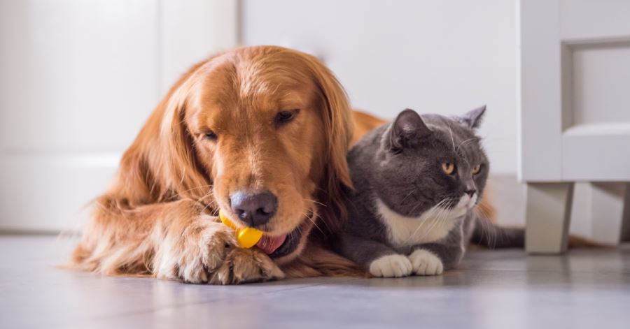 BAYRAM ÖNCESİNDE KEDİ KÖPEK OTELLERİNE BÜYÜK İLGİ