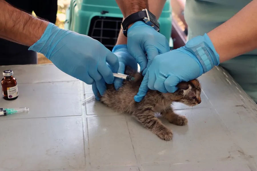 SOKAK HAYVANLARINA ANINDA MÜDAHALE