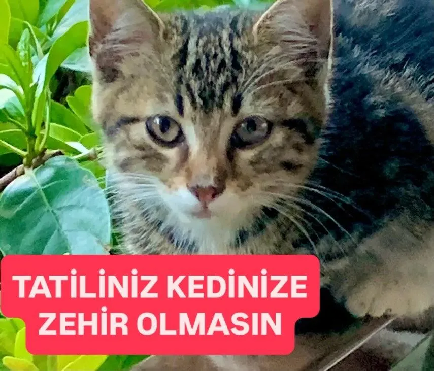 TATİLİNİZ KEDİNİZE ZEHİR OLMASIN