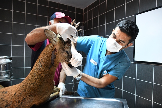 BELEDİYEDEN YARALI KARACAYA ŞEFKAT ELİ